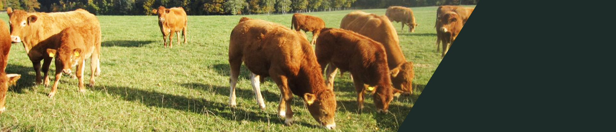 Doelz Limousin